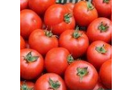 Барибин F1 - томат индетерминантный, 500 семян, Syngenta (Сингента), Голландия  фото, цена